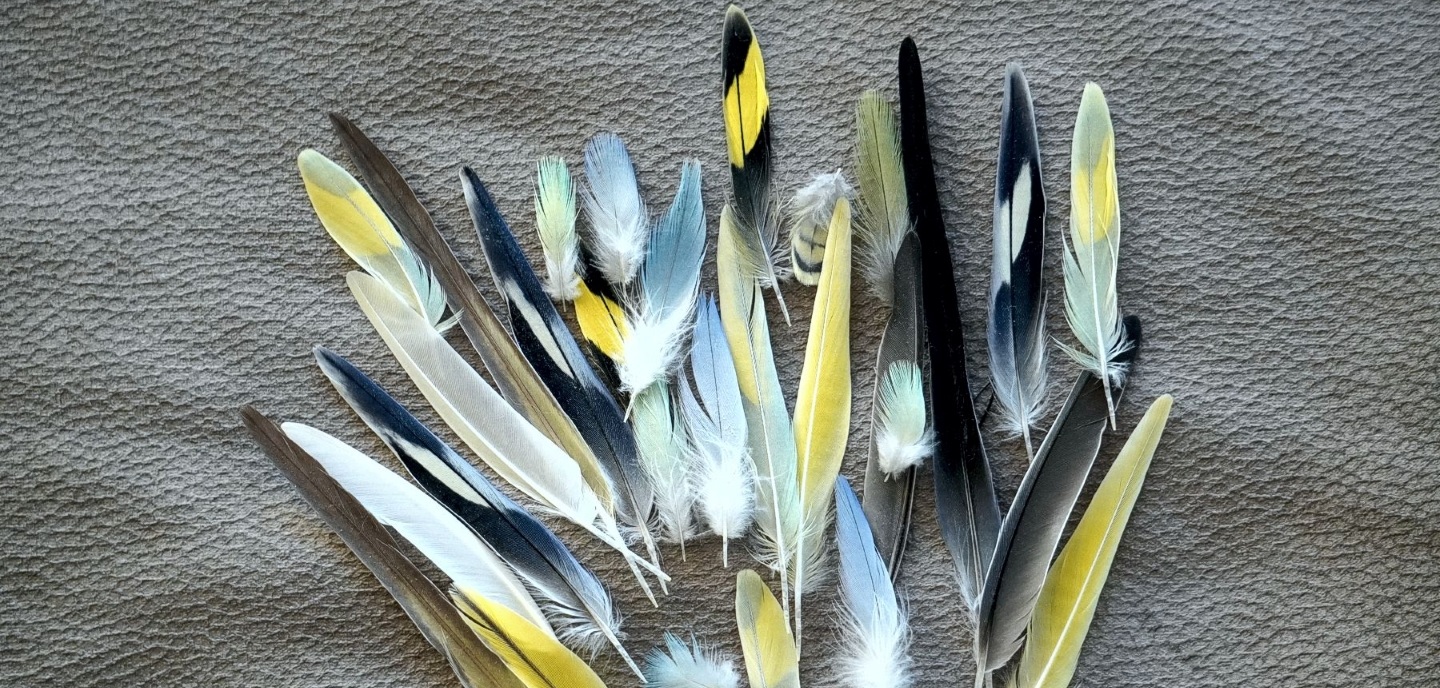 Foto: grauer Untergrund, auf dem gefächert viele Schwung- und Schwanzfedern von Wellensittichen ausgebreitet liegen. Sie haben die Farben: schwarz, weiß, gelb, schwarz-weiß-blau, gelb-blau, gelb-schwarz, weiß-pastellgrün